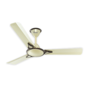 Tulip (Rainbow Ivory)